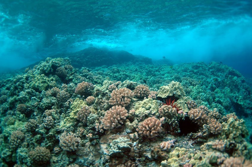 Hawaiian reef
