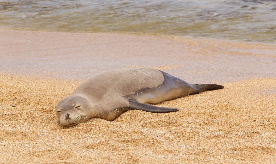 Napping monk seal