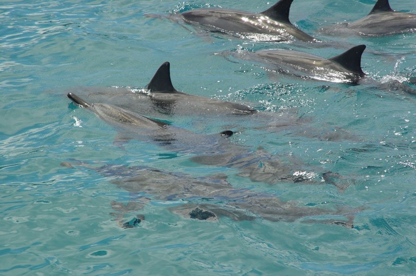 Six dolphins