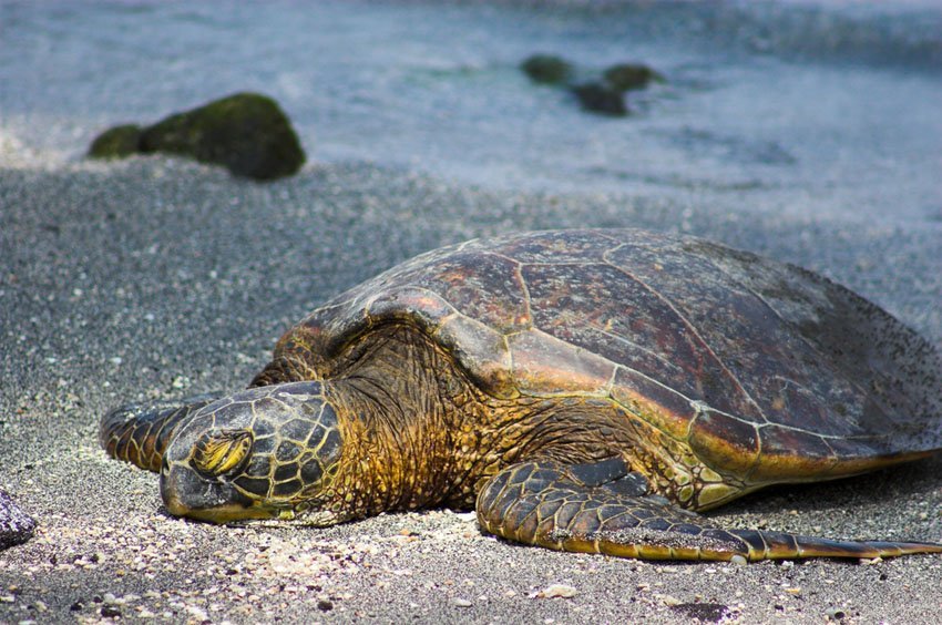Sleepy green sea turtle on Big Island