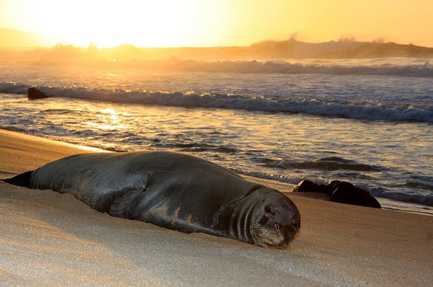 Sleepy Hawaiian monk seal