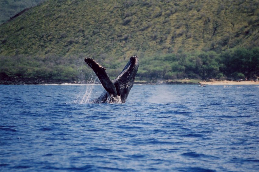 Big Island Whale Watching