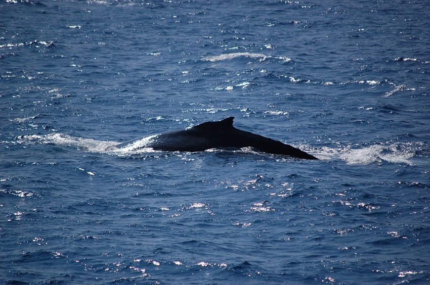 Humpback whale near Oahu