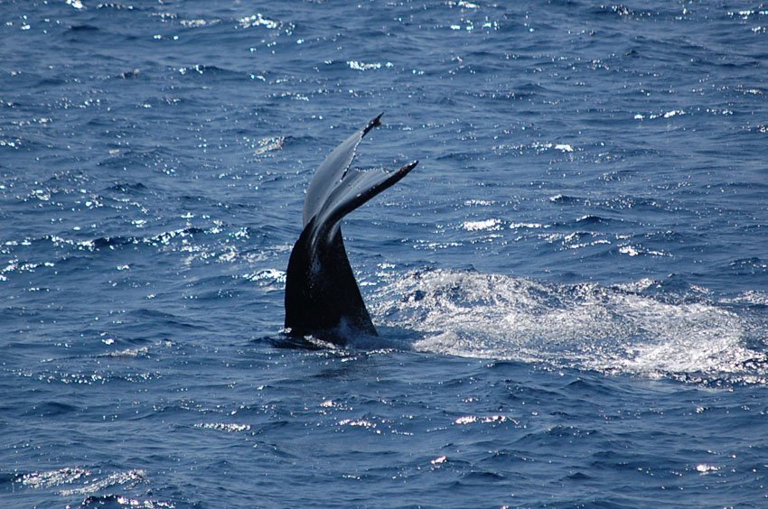 Oahu Whale Watching Tours