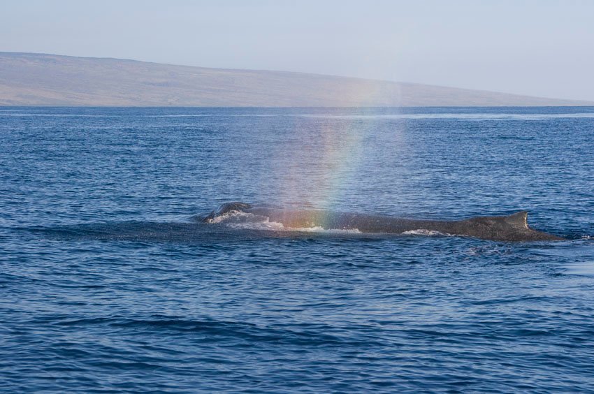 Whale and rainbow