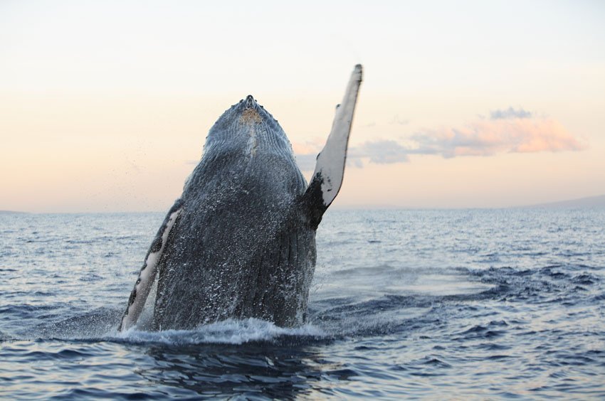 Kauai Whale Watching Tours