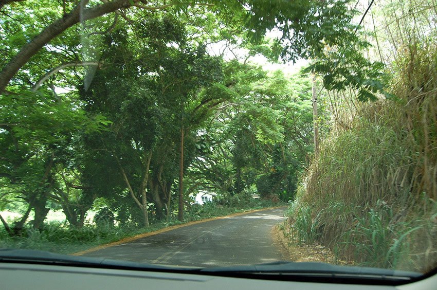 Road to the beach