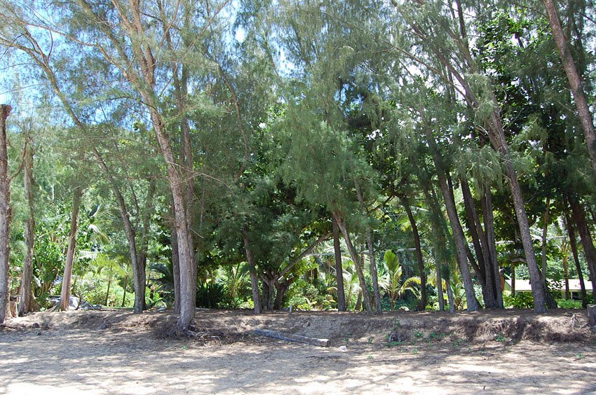 Beach is backed by trees