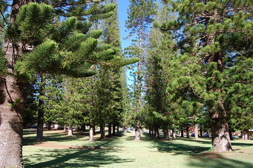 Lanai City pine trees