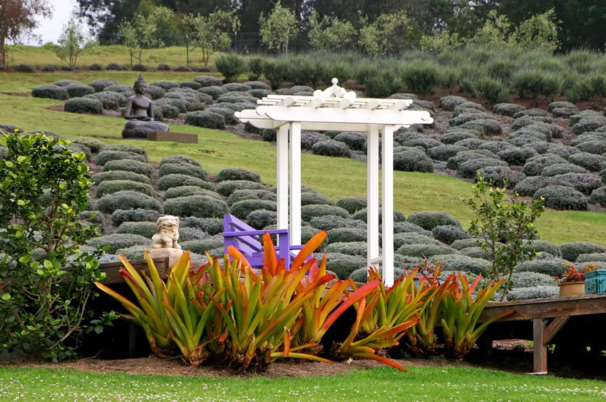 Ali'i Kula Lavender Farm