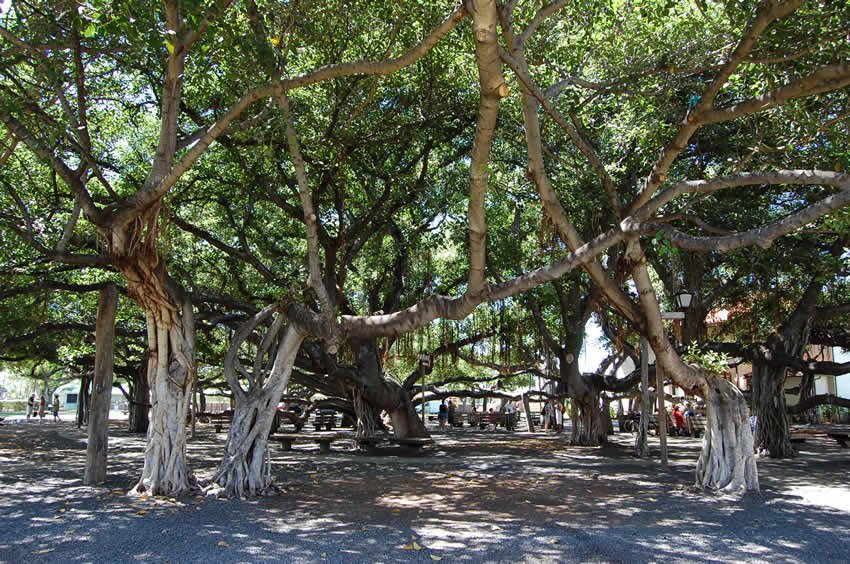 Image result for images of banyan tree in lanai hawaii