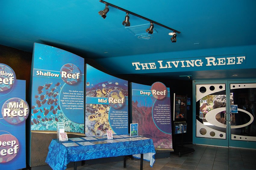The living reef
