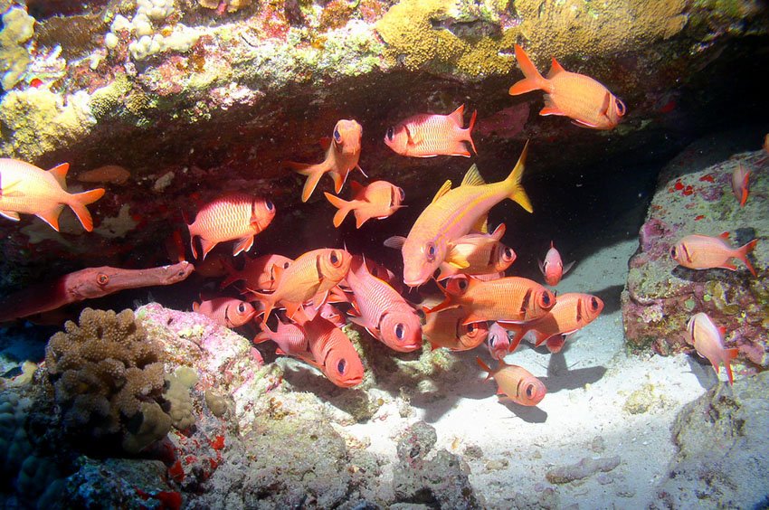 Colorful school of fish