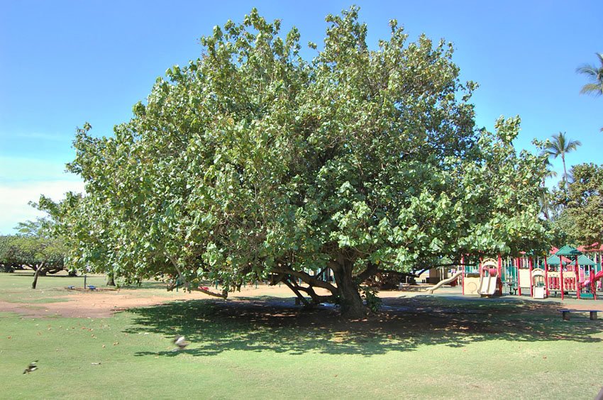 Large park tree