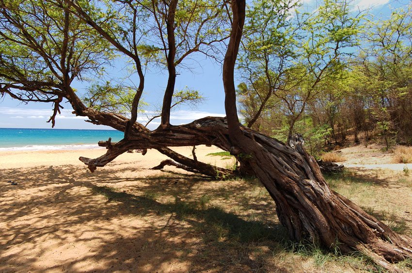 Beach tree