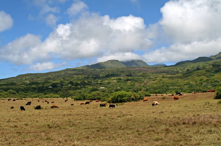 Cattle near Hana