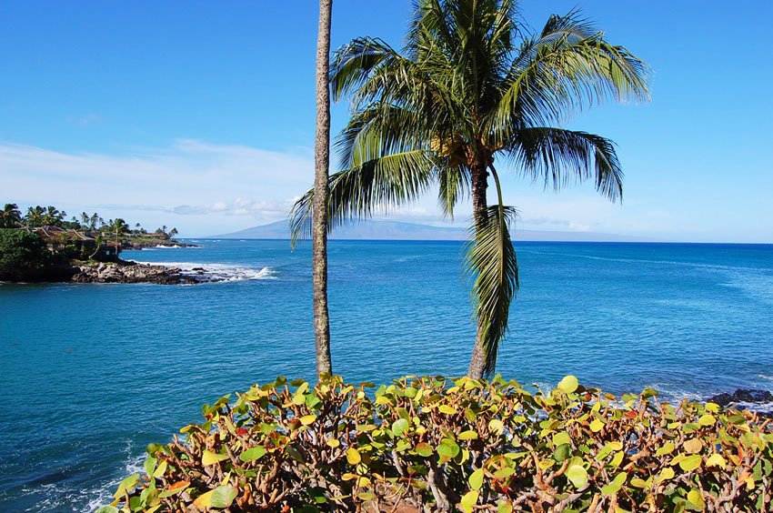 Palm tree overlooking the island of Lanai