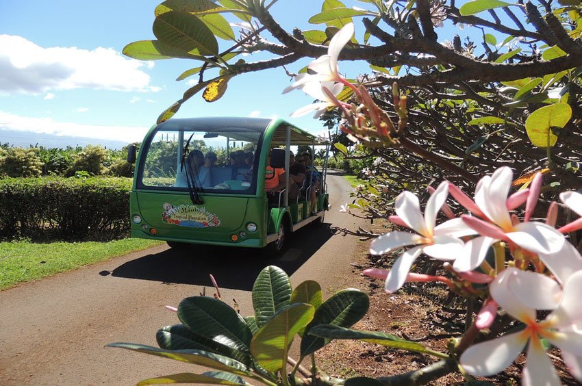 Scenic Maui tour