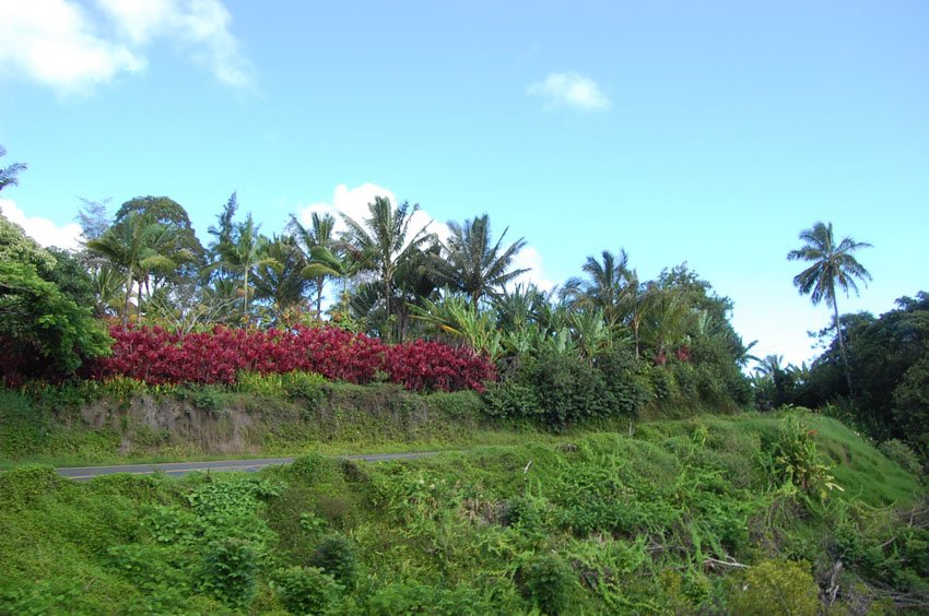 Maui Garden of Eden