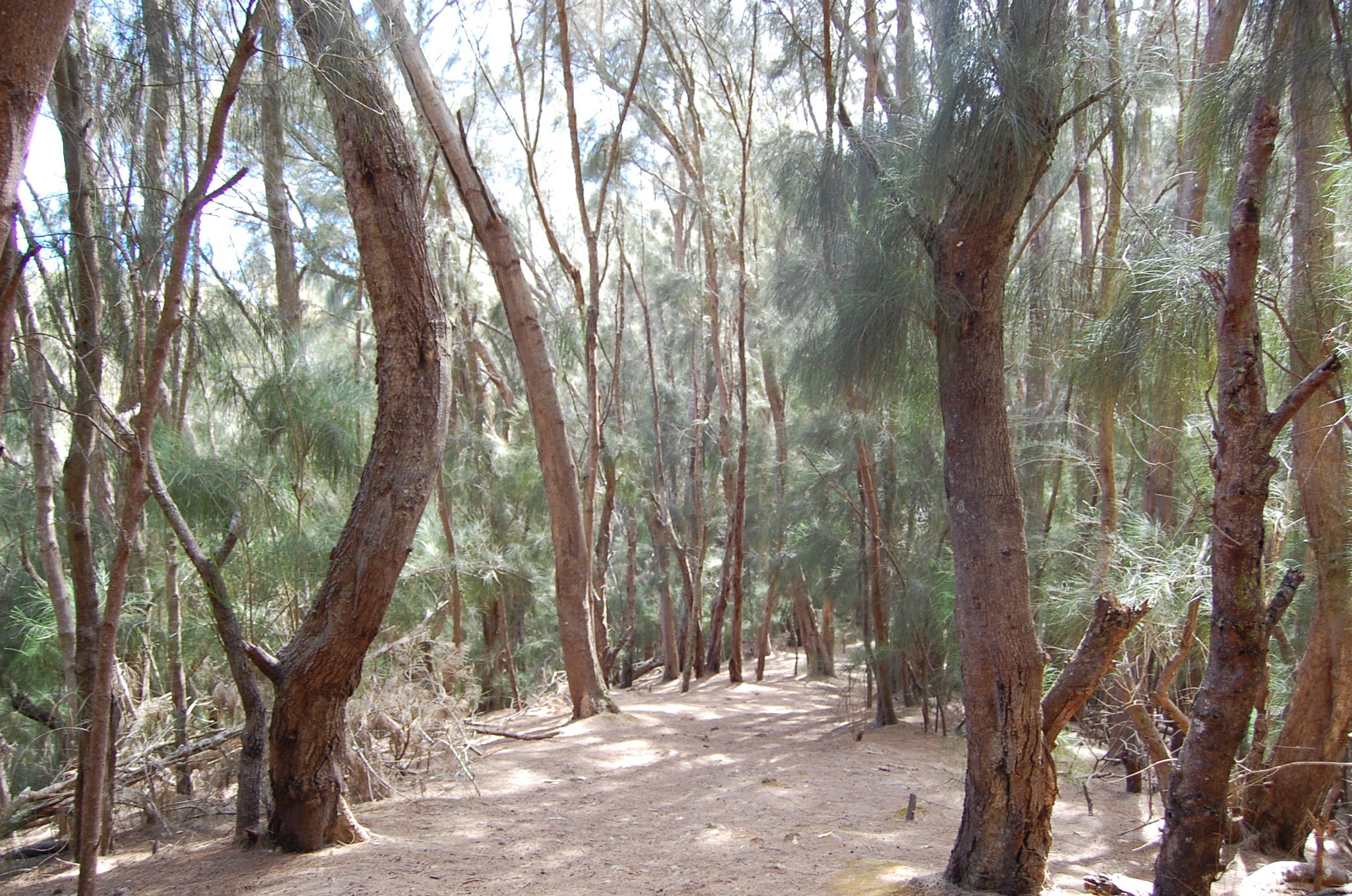 Ironwood forest