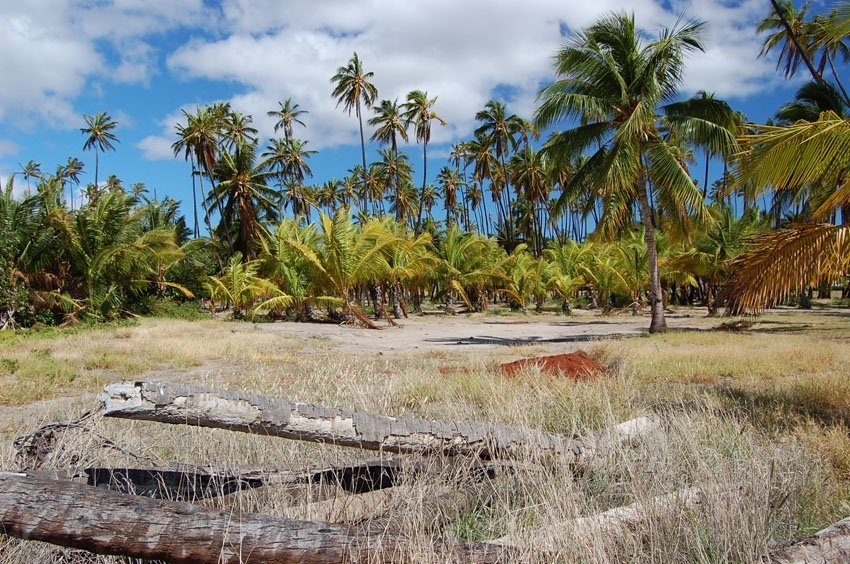 Coconut trees near Kaunakakai