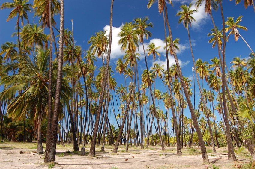Coconut Grove on Molokai