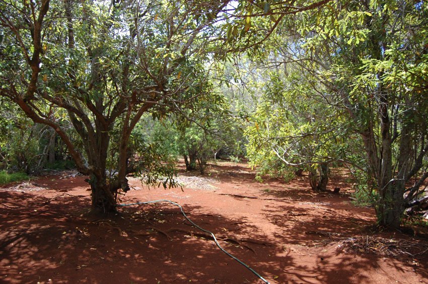 Macadamia nut trees