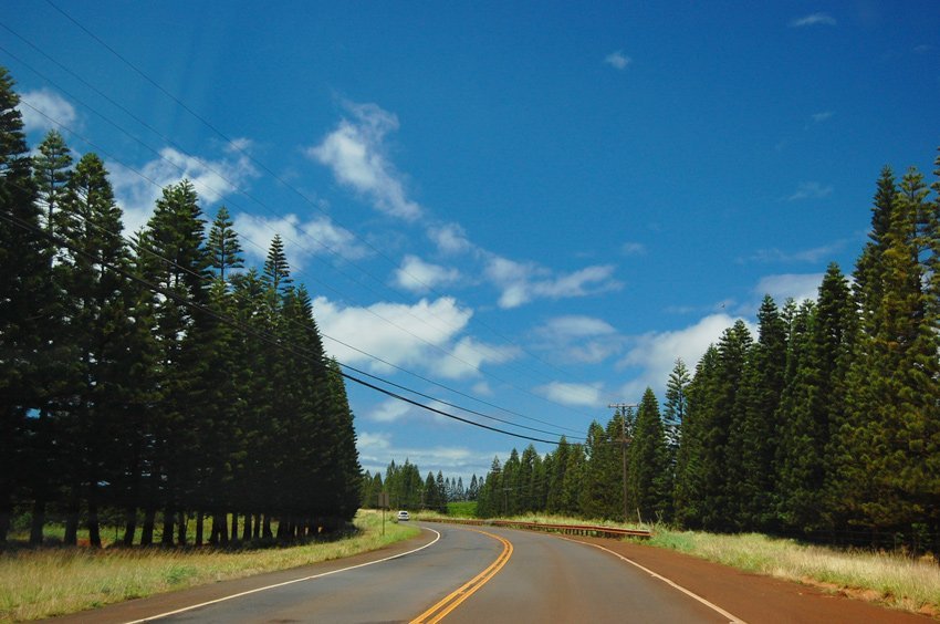Driving between pine trees