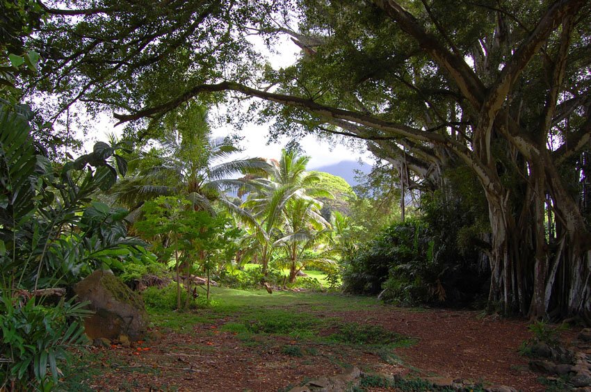 Kailua rainforest