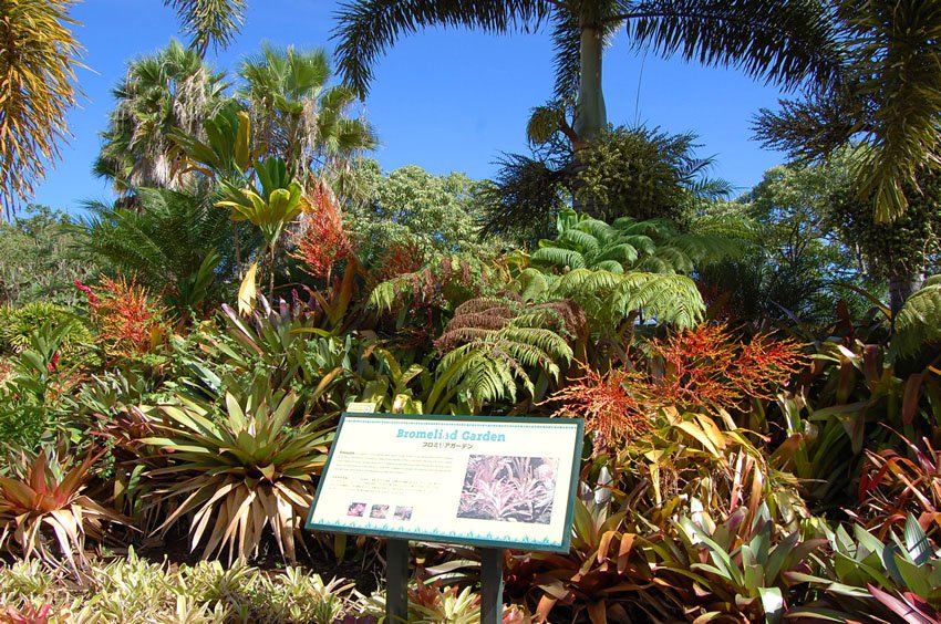 Bromeliad garden