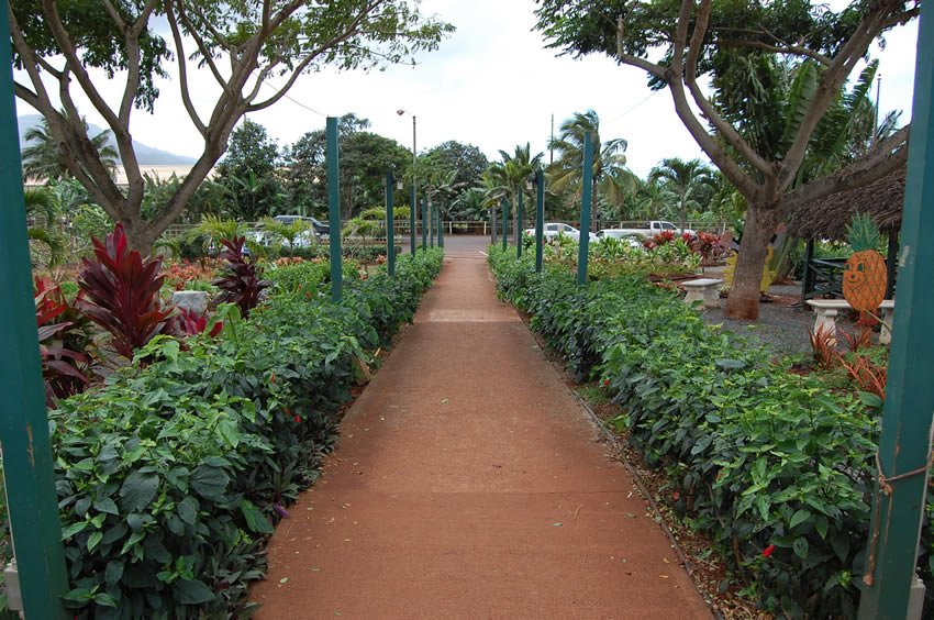Walking between tropical plants