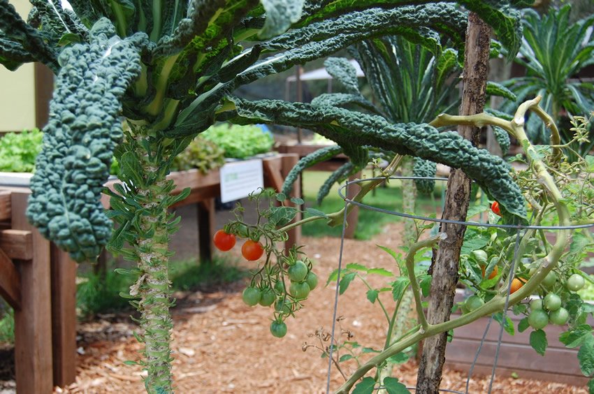 Kale and tomatoes