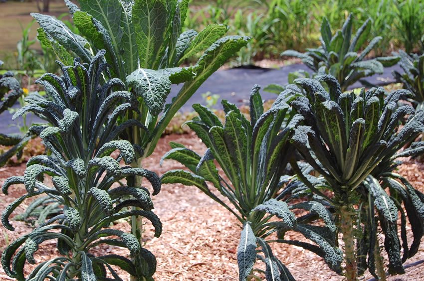 Kale garden