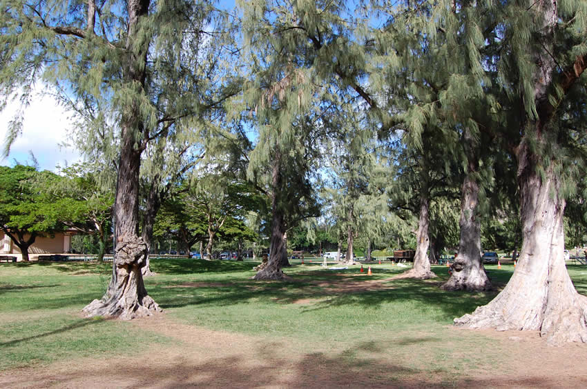 Park trees