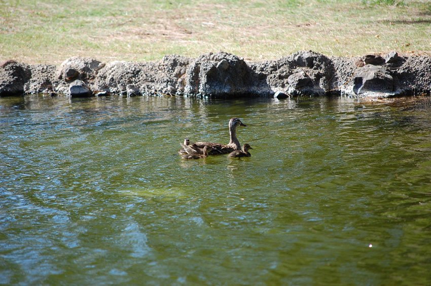 Ducks swimming in the pond