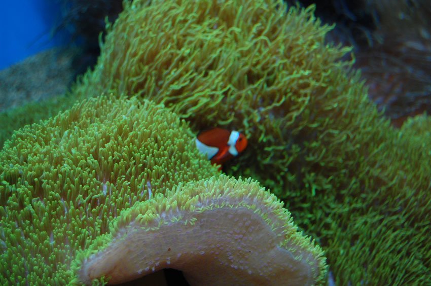 Clown fish hiding