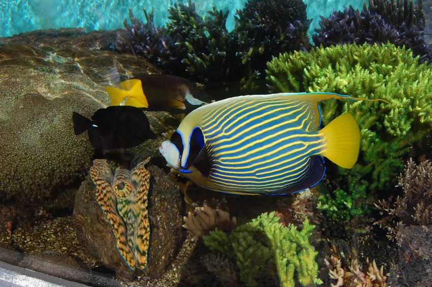 Colorful fish