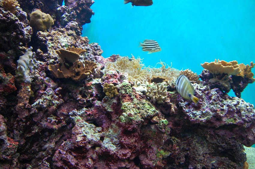 ハワイのサンゴ礁