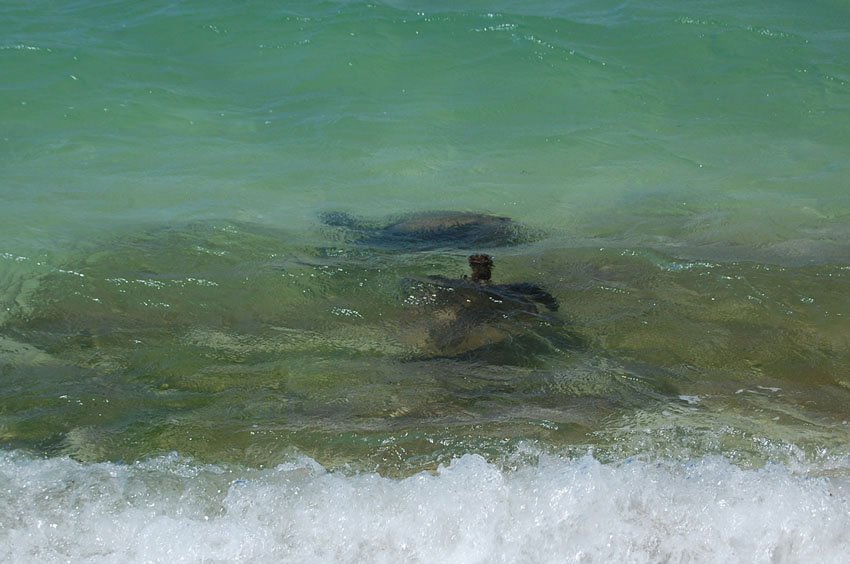 Baby sea turtles near shore