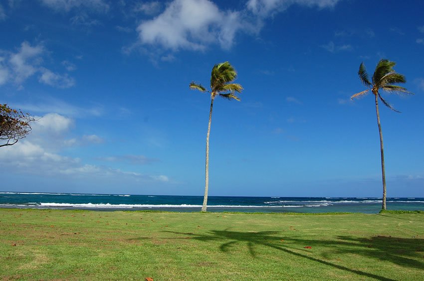 Beachfront palm trees