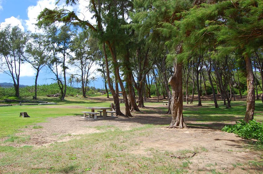 Hukilau Park trees