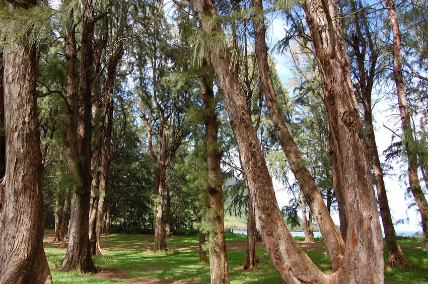 Park with many trees