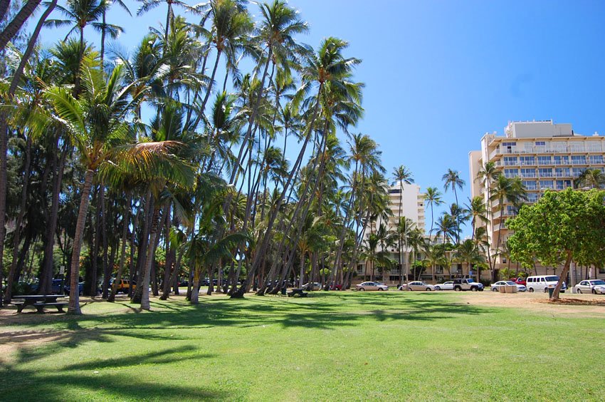 Park with many palm trees