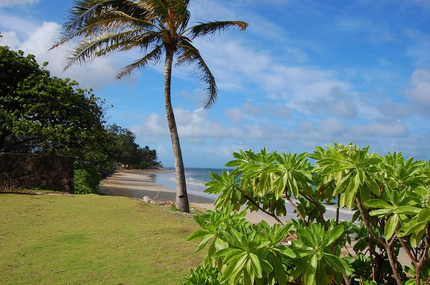 Beachfront naupaka greenery