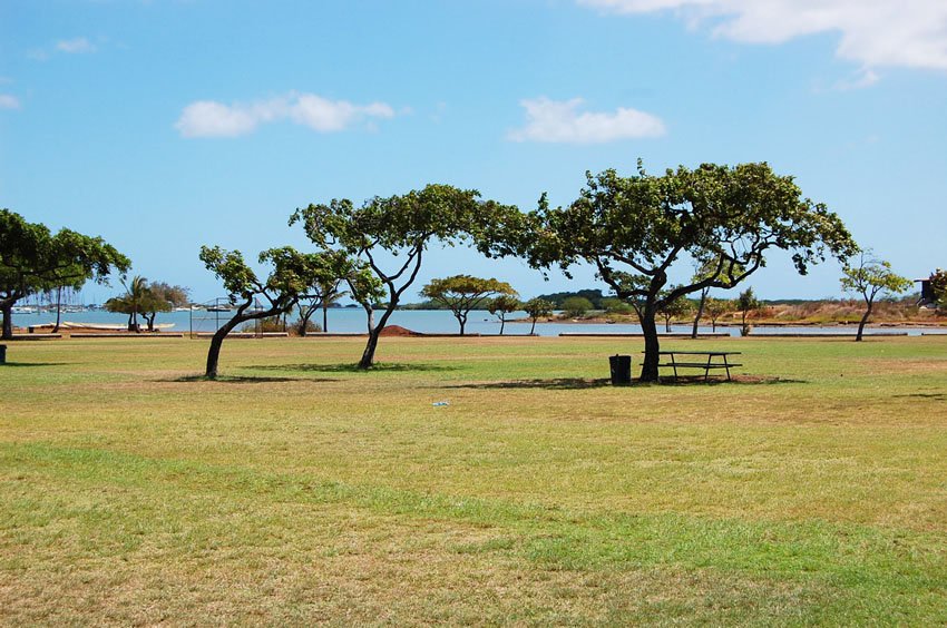 Park trees and picnic area