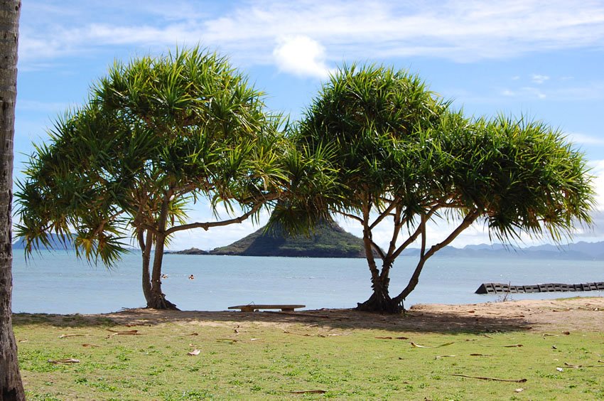 Beachfront trees