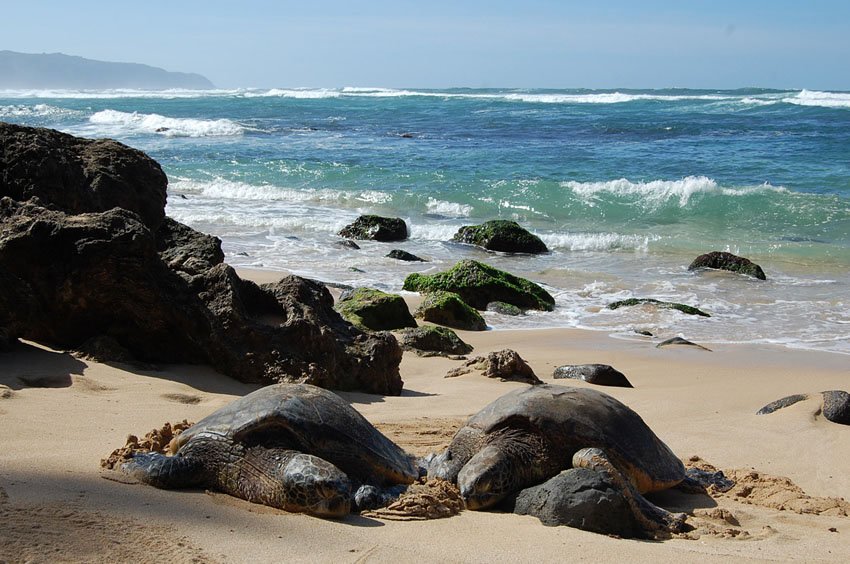 Laniakea Beach - Popularly Known as Turtle Beach