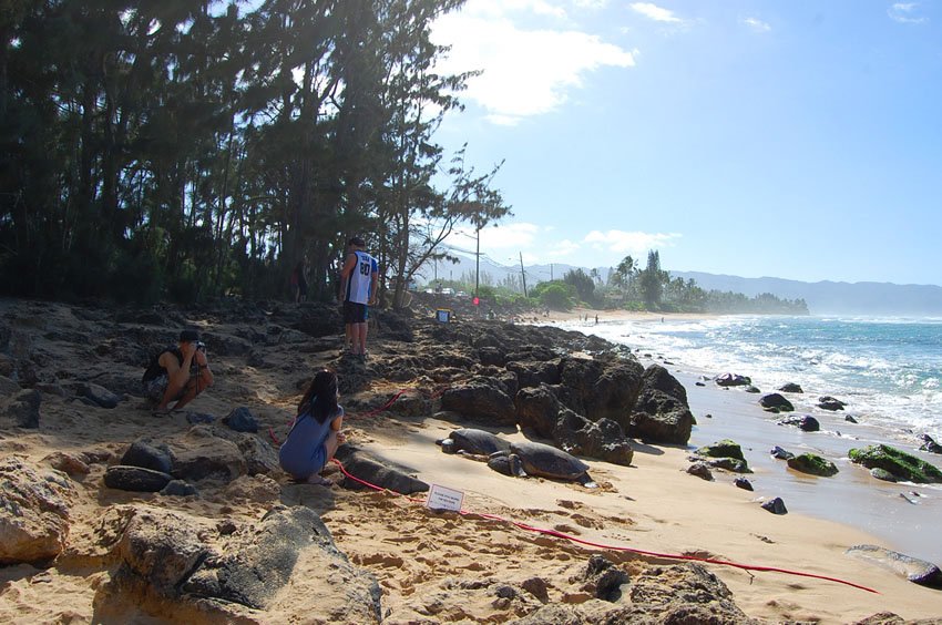 You Need to See Turtle Beach on Oahu! Here's Why