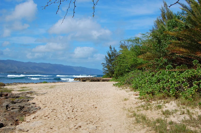 Beach backed by trees