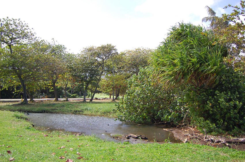 Middle area of the park